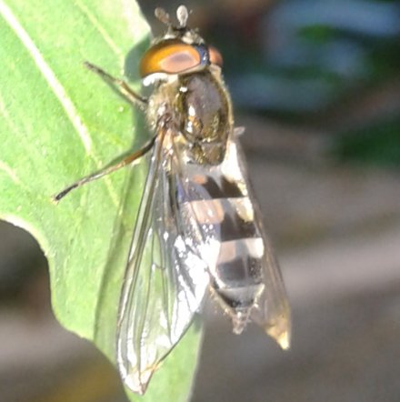 Syrphidae: Xanthandrus comtus, femmina
